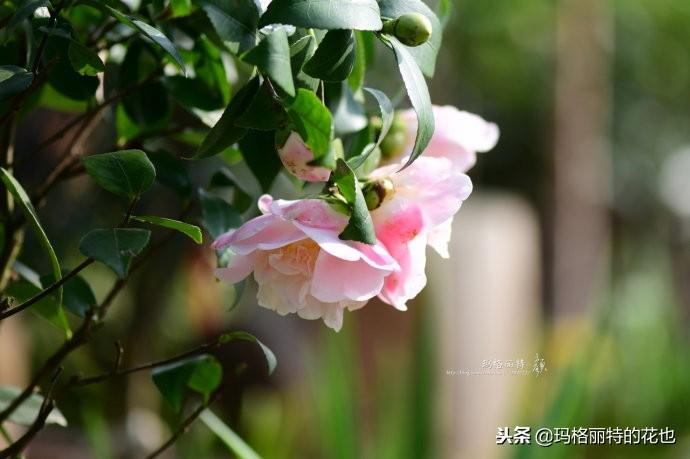 如何使茶梅在圣誕開(kāi)花，茶梅開(kāi)白花怎么辦?