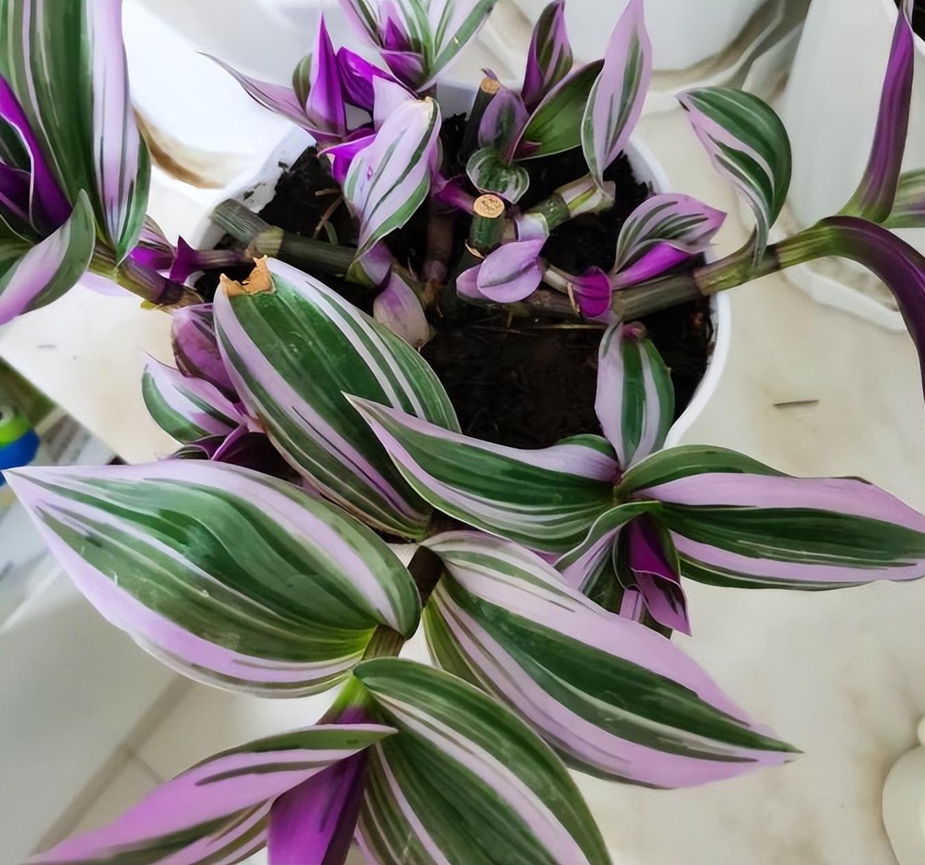 油畫(huà)吊蘭怎么養，怎么扦插，吊蘭扦插方法圖解?