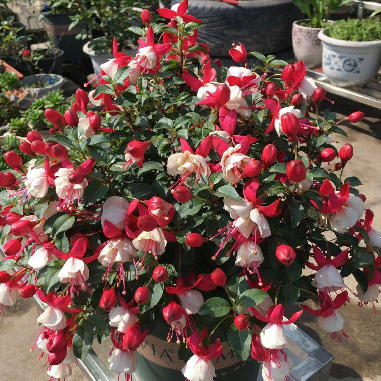 百萬(wàn)小鈴的扦插方法，小木槿扦插多久生根?