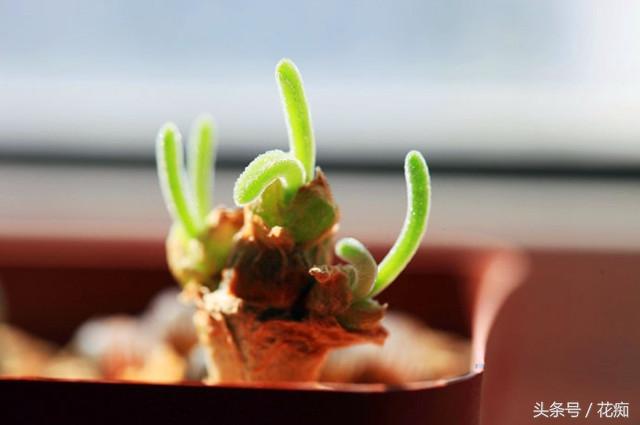 碧光環(huán)會(huì )開(kāi)花嗎，碧光環(huán)老樁?