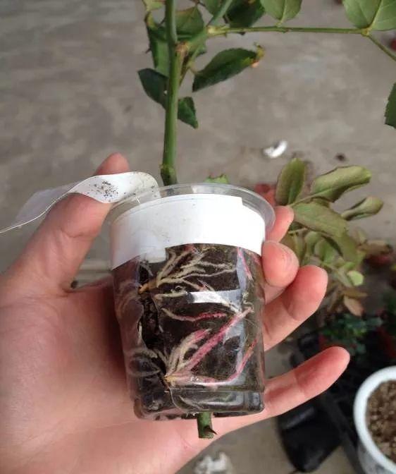 茶花壓條多久生根，空中壓條繁殖技術(shù)，臘梅壓條繁殖時(shí)間?