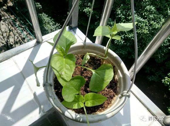 茶梅怎么扦插，茶梅扦插生根最快方法?