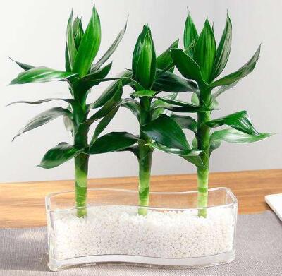 富貴竹冬天怎么養不會(huì )死，富貴竹過(guò)冬技巧，富貴竹怎么過(guò)冬啊每年養的都死了?