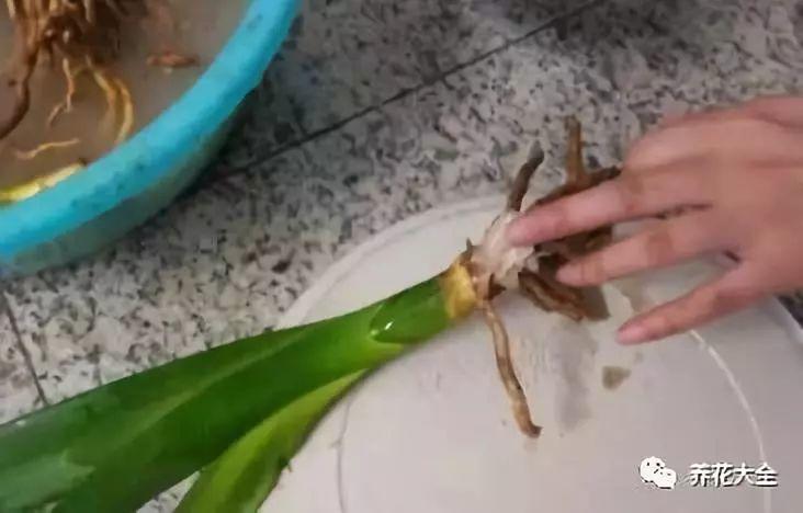 茶梅怎么扦插，茶梅扦插生根最快方法?