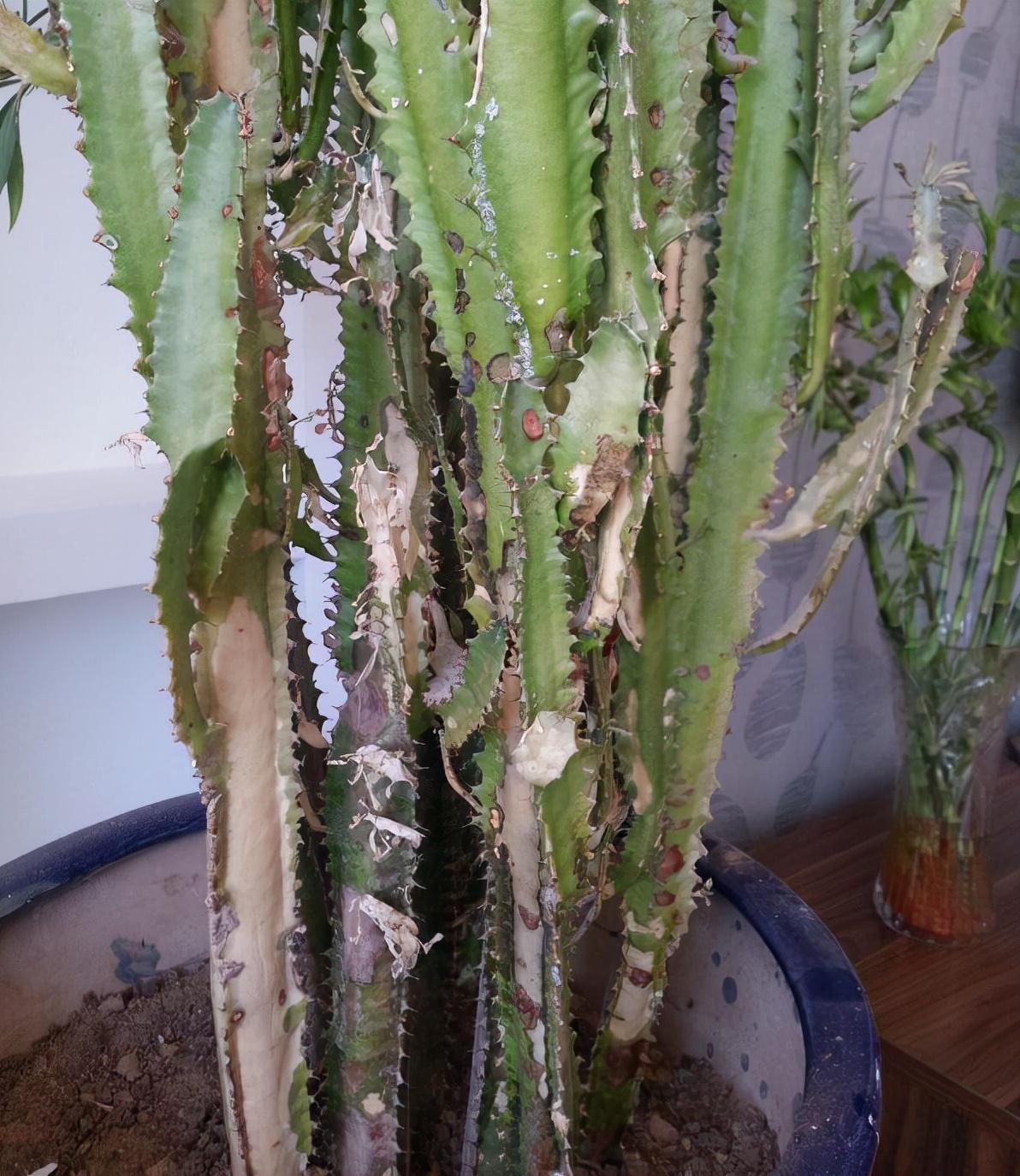 不夜城的分株繁殖，蝴蝶蘭是怎么繁殖的?