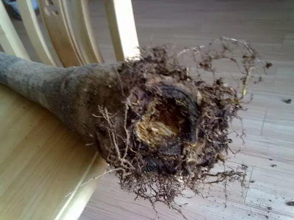 家養發(fā)財樹(shù)怎樣過(guò)冬，能用硫酸亞鐵水澆嗎，招財樹(shù)冬天怎么養?