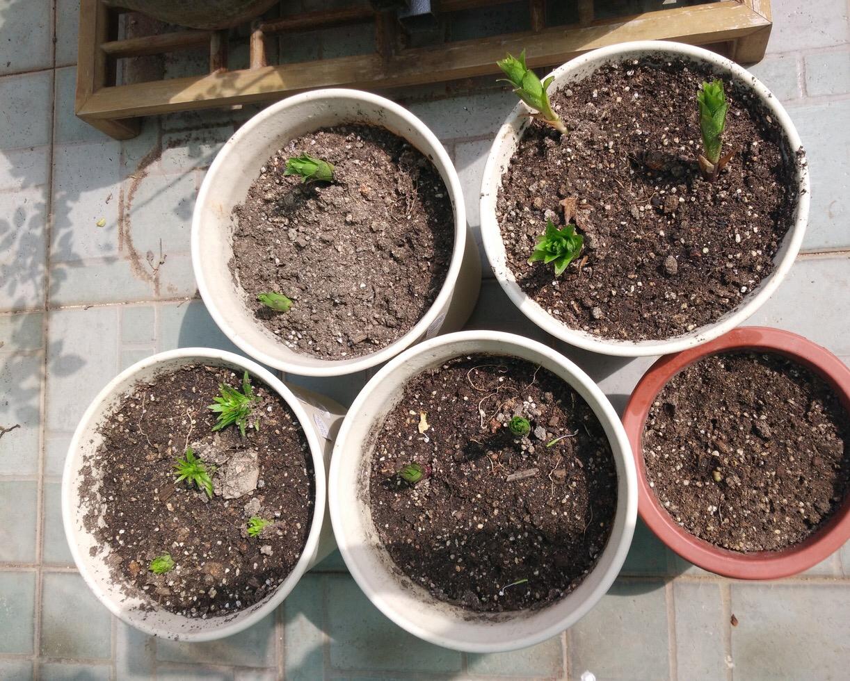 百合換盆后枯萎了的原因，怎么解決，茶花換盆后掉葉怎么辦?