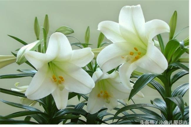 百合開(kāi)花之后怎么處理，百合一年開(kāi)花幾次，如何讓百合分叉多開(kāi)花?