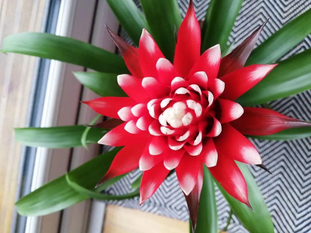 鴻運當頭怎么養長(cháng)得快，如何進(jìn)行繁殖，鴻運當頭花怎么養繁殖?