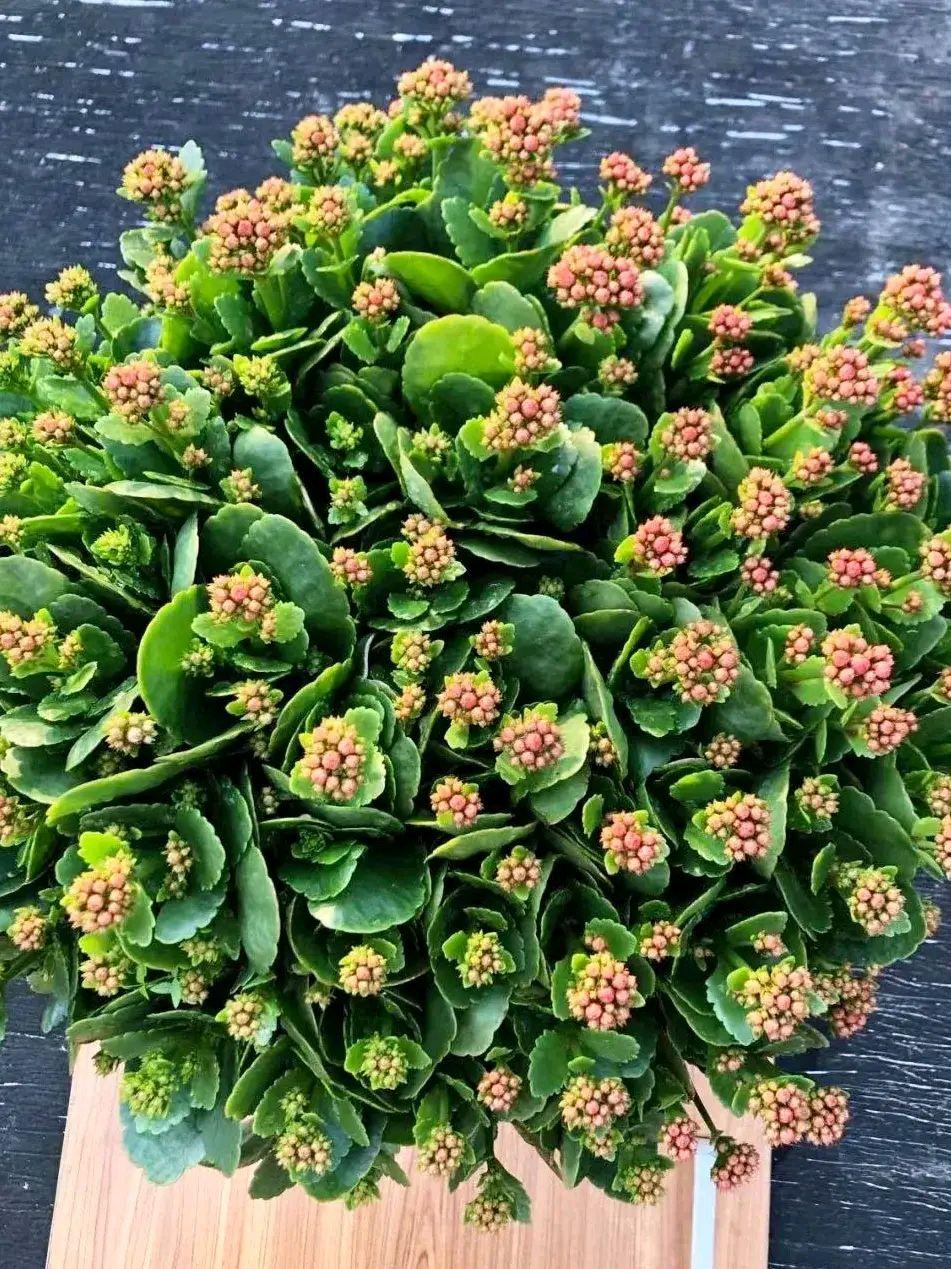 不夜城的分株繁殖，蝴蝶蘭是怎么繁殖的?