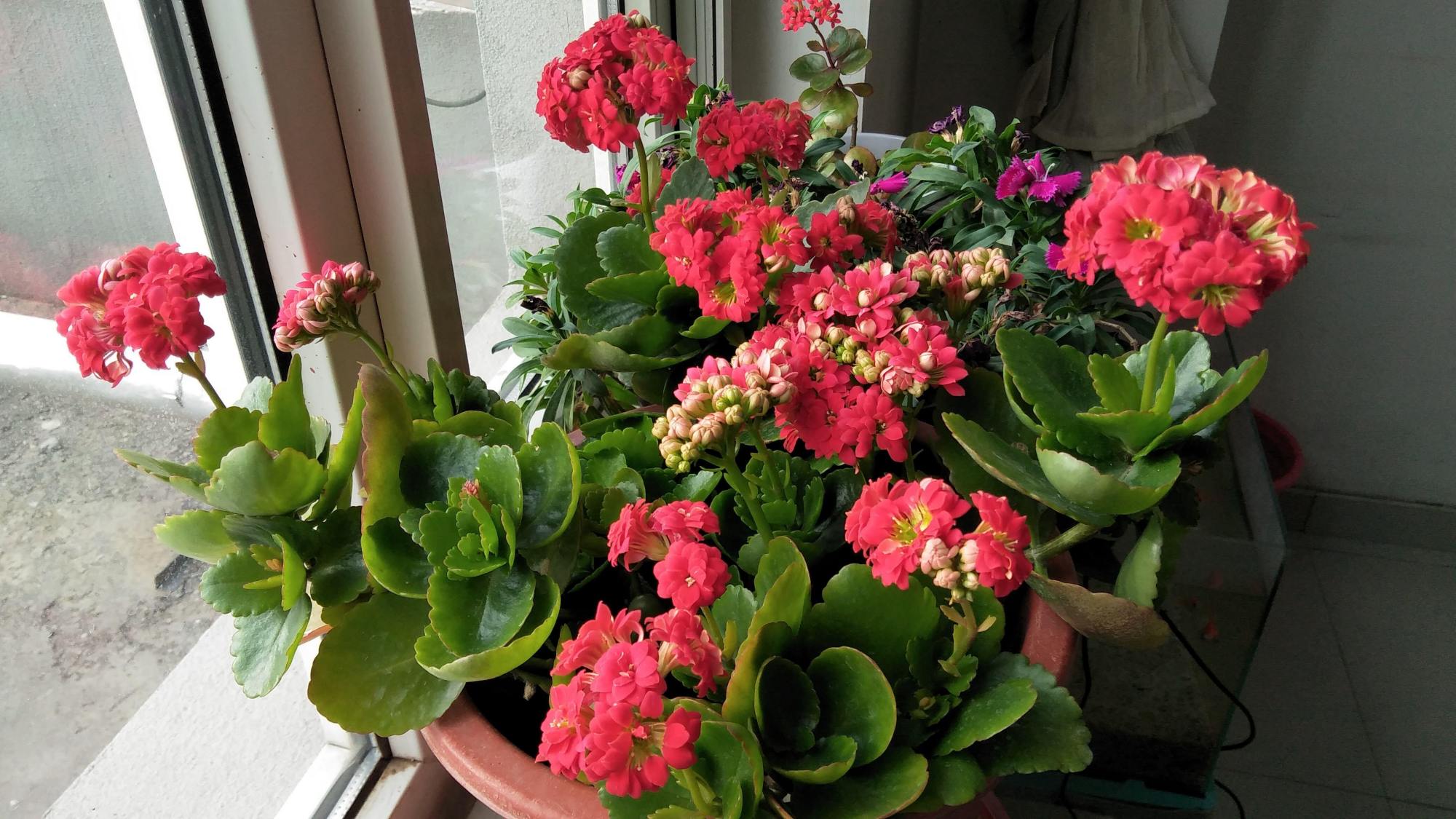 落地生根怎么摘心，落地生根怎么修剪?