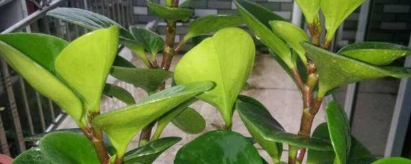 豆瓣綠冬天可以扦插嗎，豆瓣綠10月份可以扦插嗎?