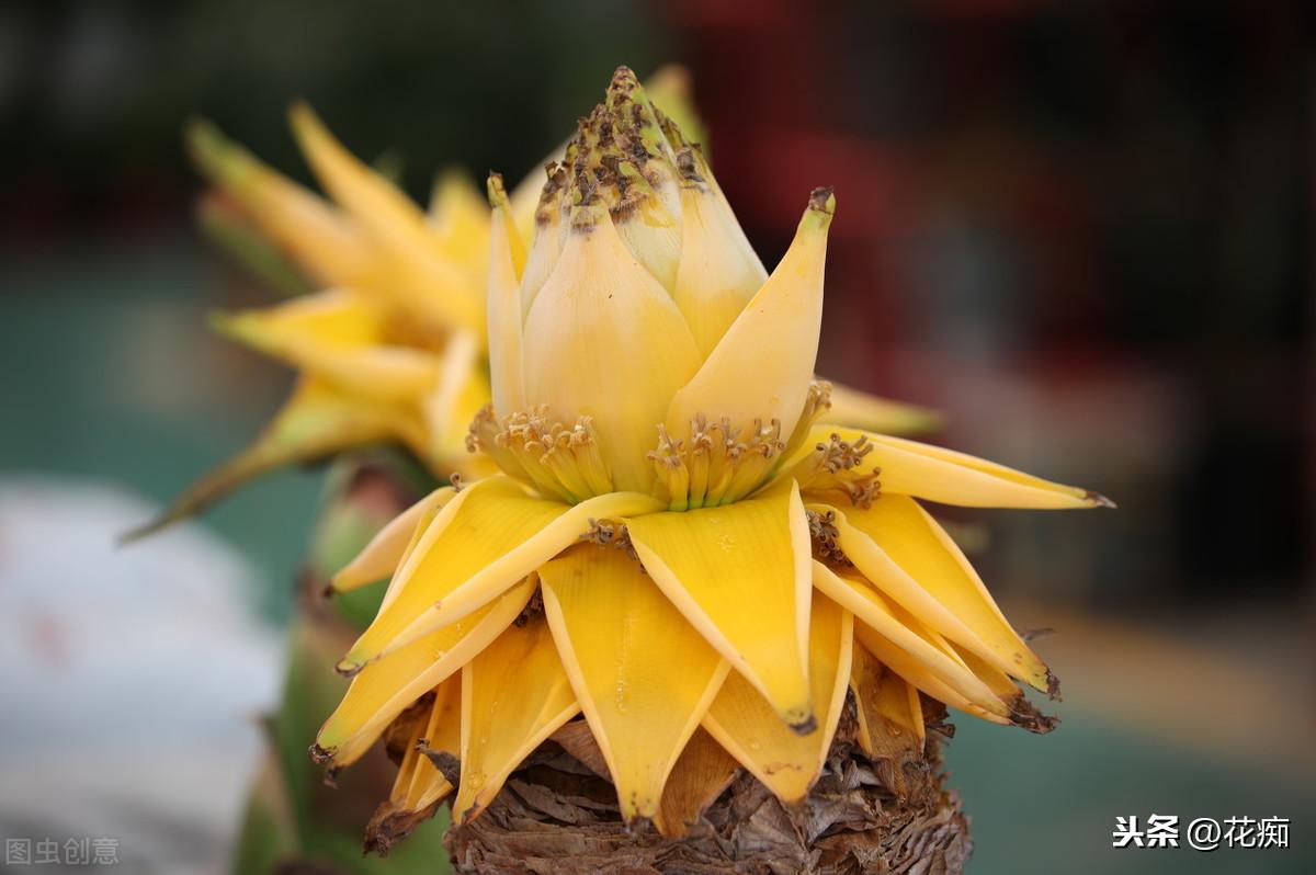 地涌金蓮開(kāi)花后怎么處理，爛莖了怎么辦，地涌金蓮花后怎么處理?