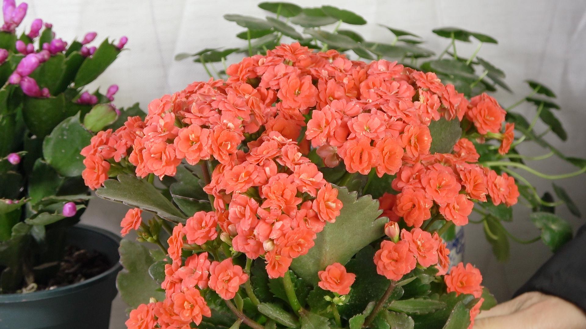 落地生根怎么摘心，落地生根怎么修剪?