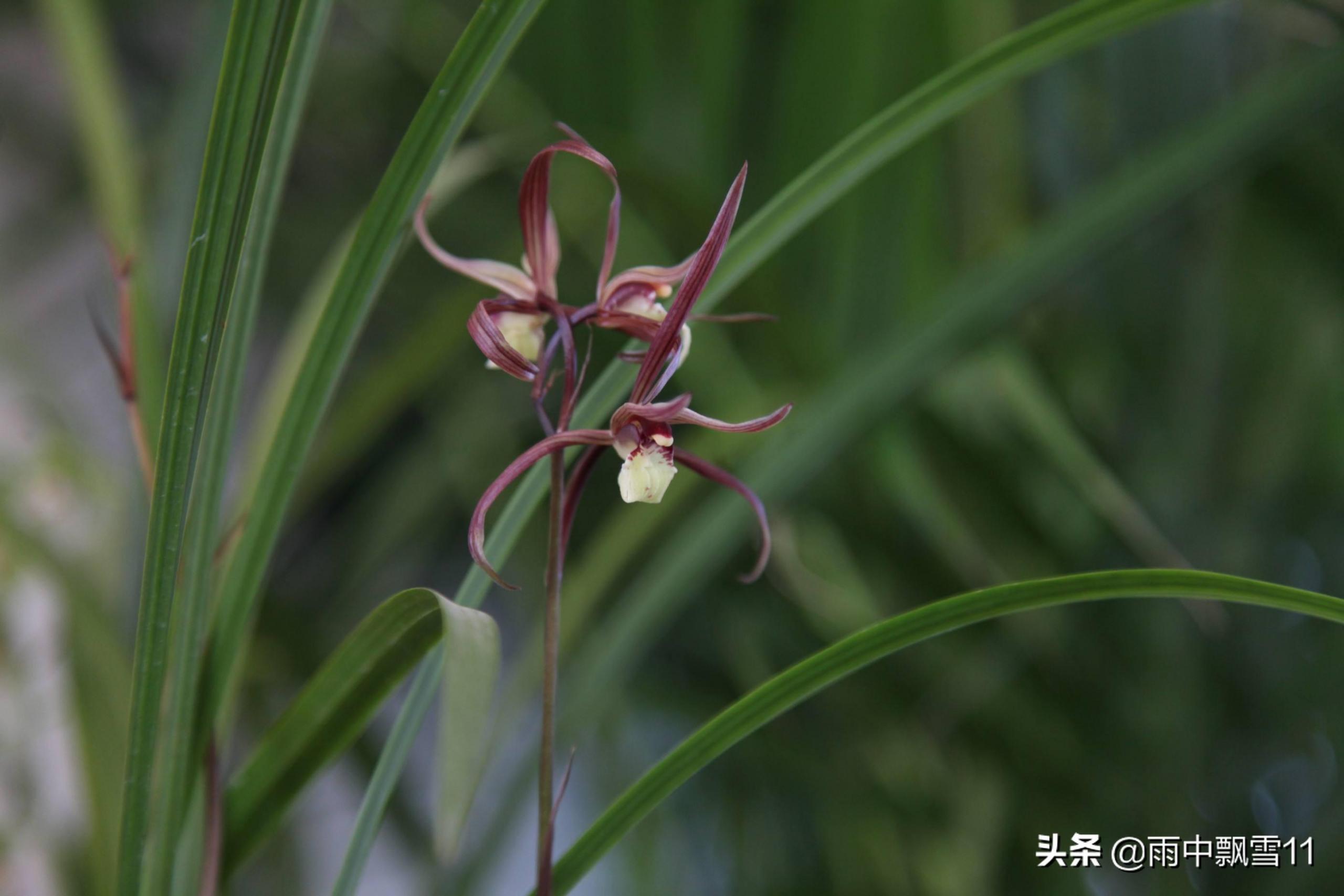 寒蘭怎么繁殖，繁殖的意思?
