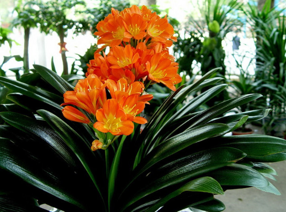 百萬(wàn)小鈴的繁殖方法，什么時(shí)候扦插，發(fā)財樹(shù)什么時(shí)候扦插好?