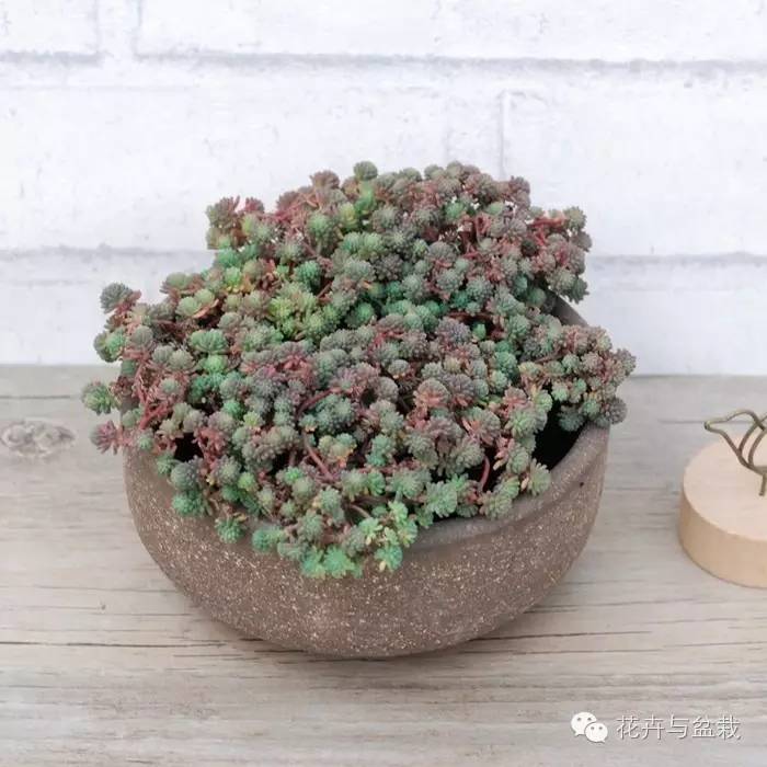 薄雪萬(wàn)年草開(kāi)花嗎，薄雪萬(wàn)年草耐寒多少度?