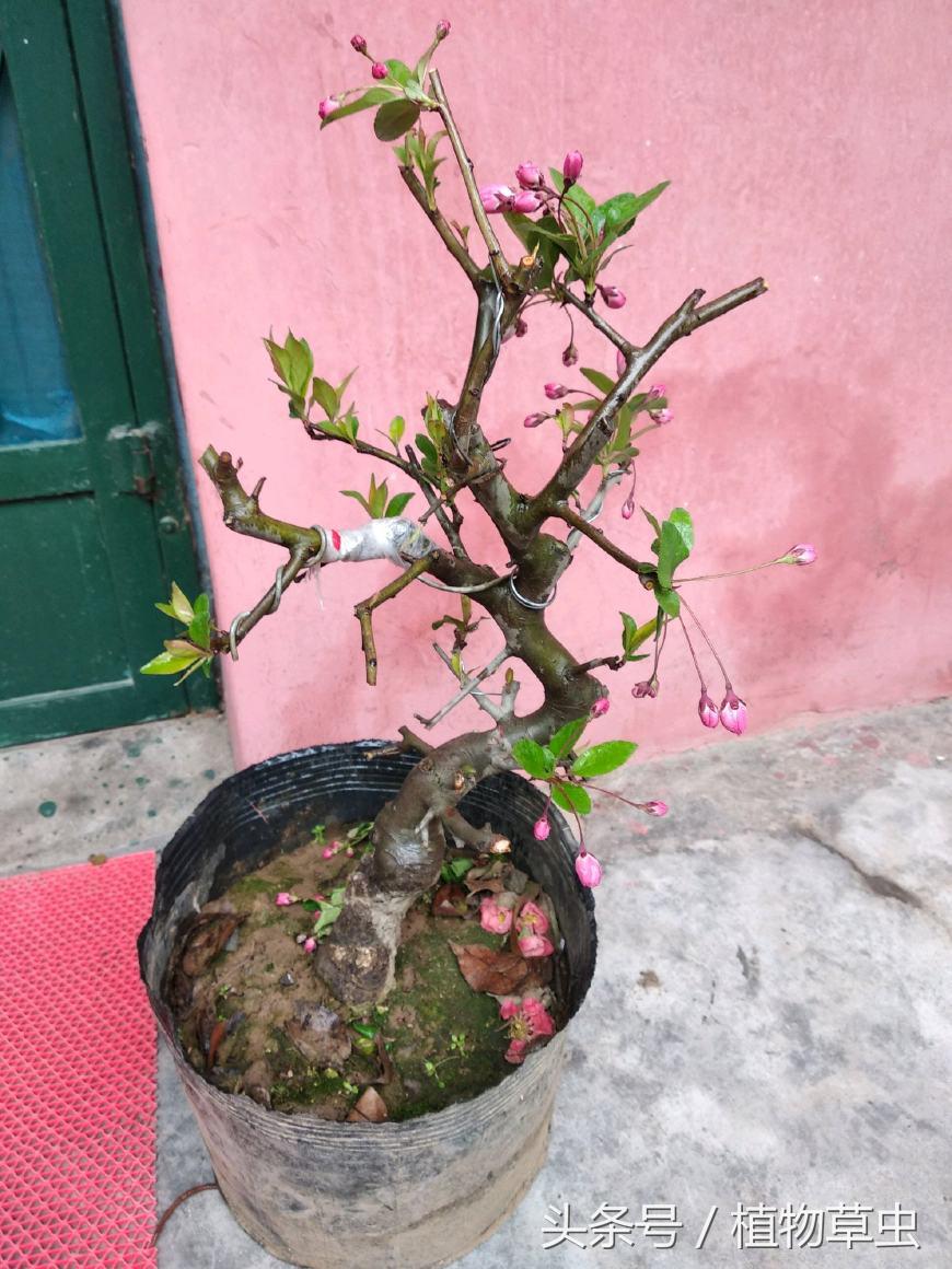 垂枝海棠什么時(shí)候開(kāi)花，垂枝海棠和垂絲海棠?