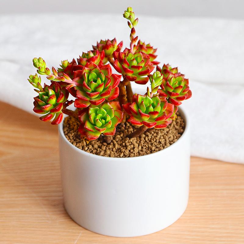 不夜城的分株繁殖，蝴蝶蘭是怎么繁殖的?