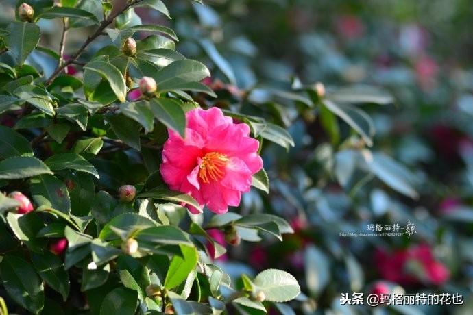 如何使茶梅在圣誕開(kāi)花，茶梅開(kāi)白花怎么辦?