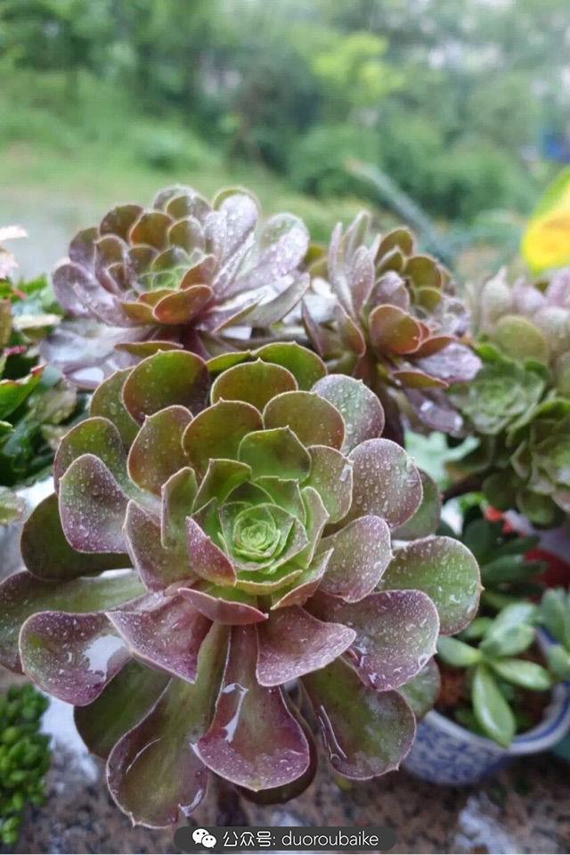 多肉白鳥(niǎo)怎么施肥，白鳥(niǎo)多肉爆盆?