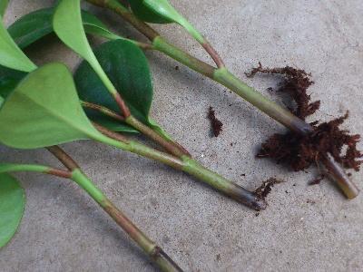 豆瓣綠冬天可以扦插嗎，豆瓣綠10月份可以扦插嗎?