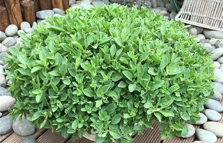 矮牽牛在什么季節開(kāi)花，矮牽牛開(kāi)花后要打頂嗎?