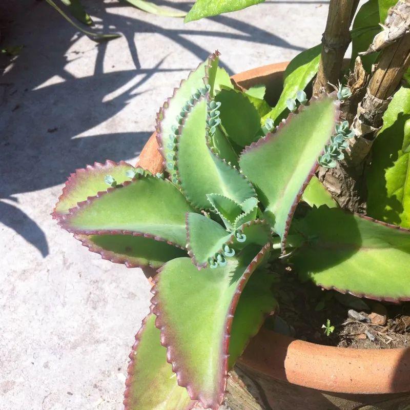 落地生根怎么養才能開(kāi)花，長(cháng)壽花怎么養才能爆盆?