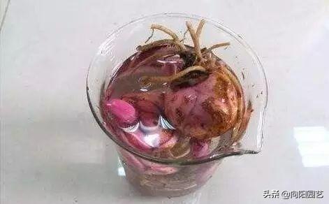 百合種球怎么澆水，百合可以水養嗎，百合種球可不可以種在水里?