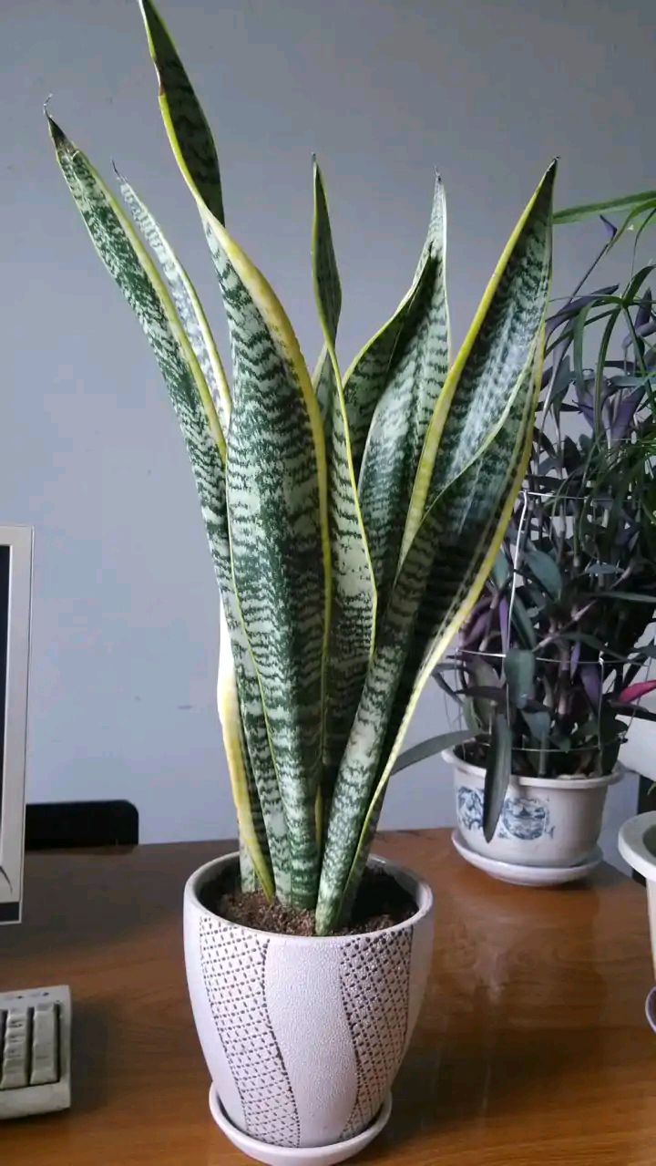 不夜城的分株繁殖，蝴蝶蘭是怎么繁殖的?