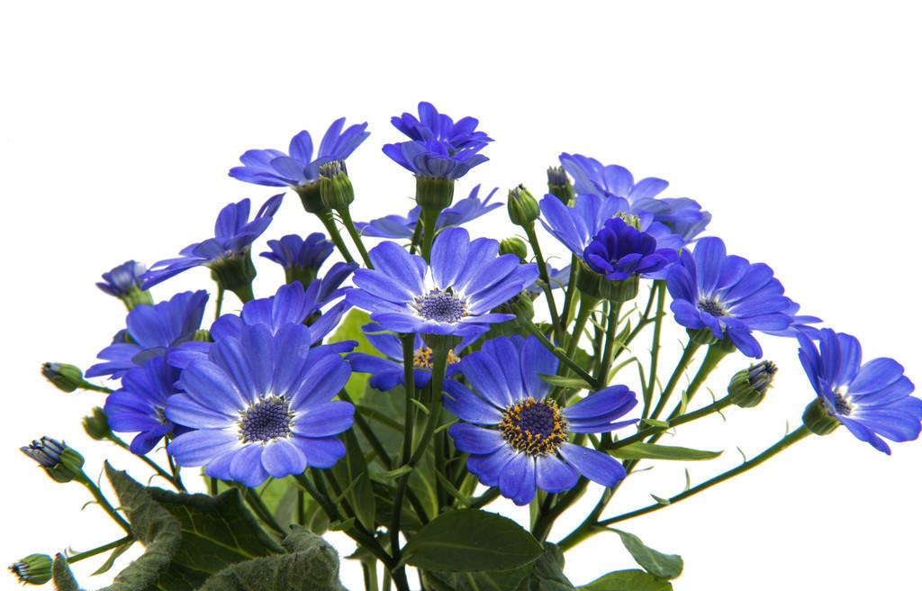 瓜葉菊怎么扦插，菊花扦插生根最快方法?