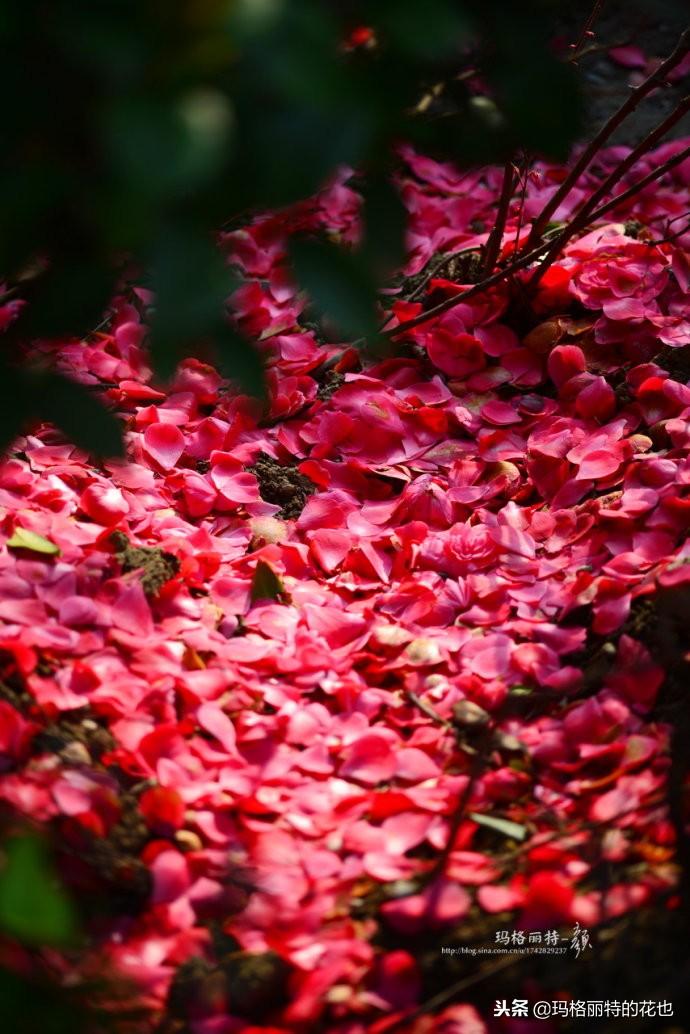 如何使茶梅在圣誕開(kāi)花，茶梅開(kāi)白花怎么辦?