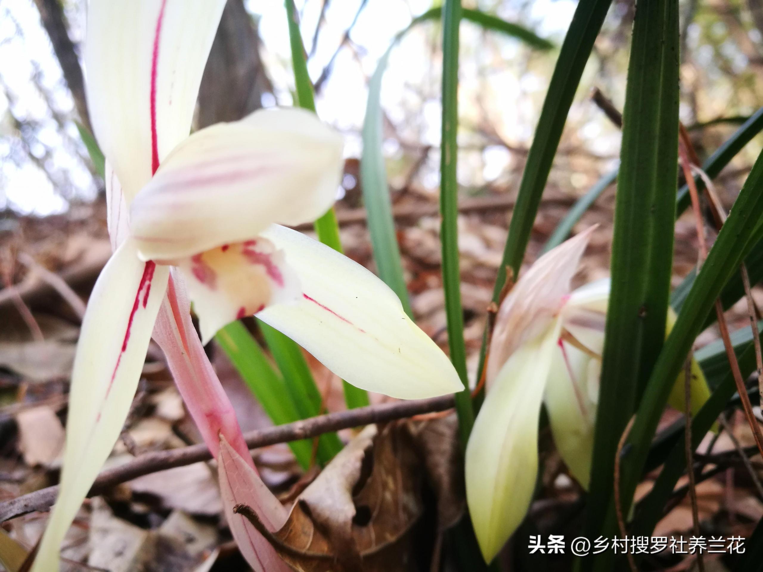 春蘭怎么繁殖，蘭花種子繁殖技術(shù)?