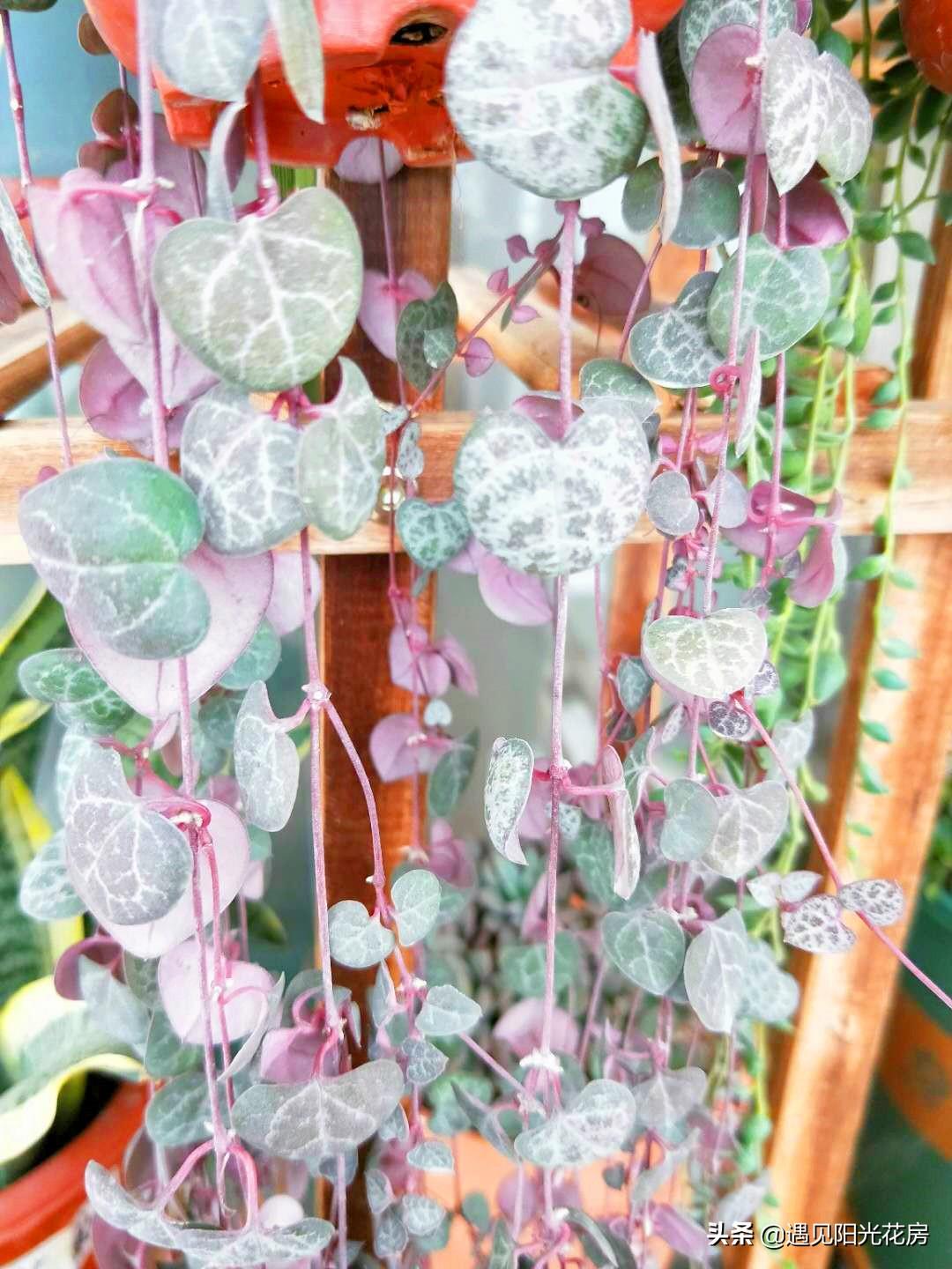 愛(ài)之蔓開(kāi)花嗎，開(kāi)花蔓 范?