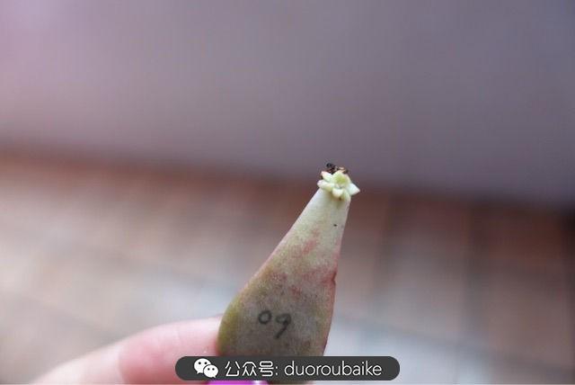 多肉白鳥(niǎo)怎么施肥，白鳥(niǎo)多肉爆盆?