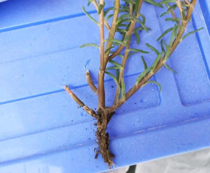 不夜城的分株繁殖，蝴蝶蘭是怎么繁殖的?