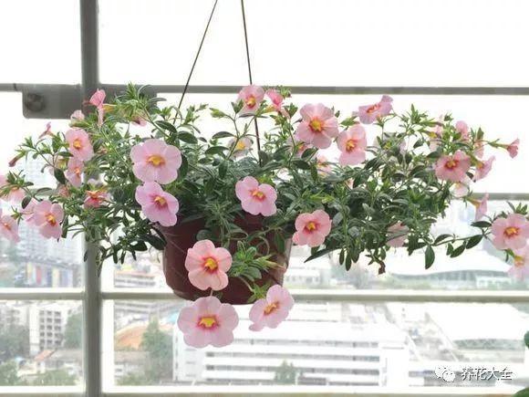 百萬(wàn)小鈴的繁殖方法，什么時(shí)候扦插，金魚(yú)吊蘭的扦插方法和注意事項?