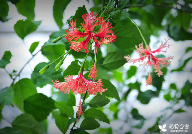 吊燈扶桑怎么換盆，扶桑什么時(shí)候換盆?