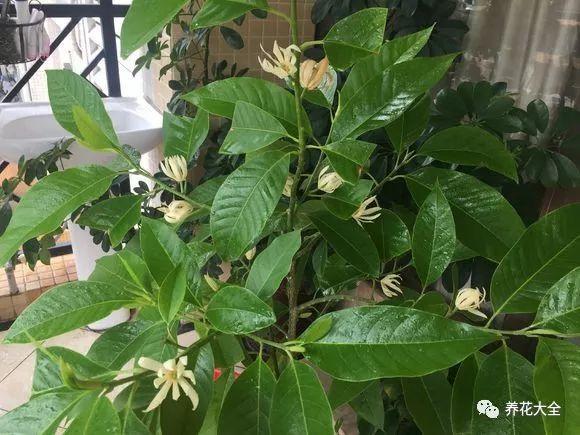 白蘭花什么時(shí)候開(kāi)花，地栽白蘭花過(guò)冬?