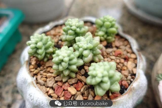 多肉白鳥(niǎo)怎么施肥，白鳥(niǎo)多肉爆盆?
