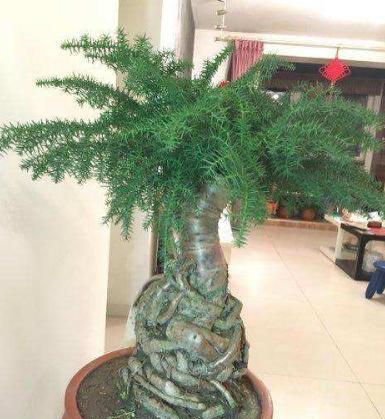 澳洲杉怎么施肥，盆栽澳洲杉的施肥方法?