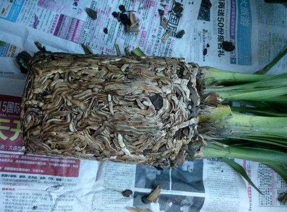 大花蕙蘭如何換盆，怎么分株，大花蕙蘭幾月份換盆?