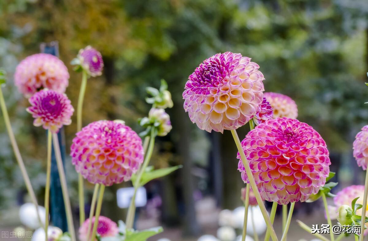 大麗花能過(guò)冬嗎，北方地栽大麗花冬天會(huì )死嗎?