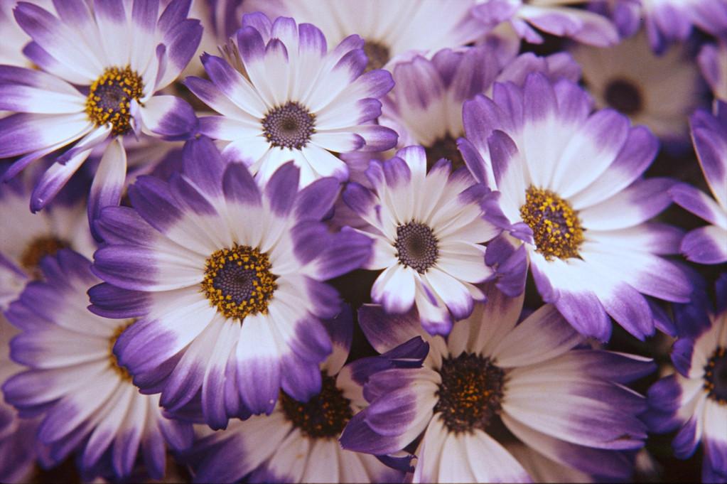 瓜葉菊怎么扦插，菊花扦插生根最快方法?