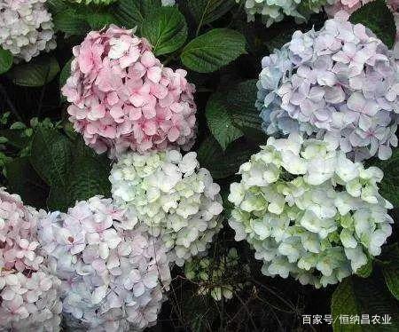 盆栽八仙花換盆及修剪方法，盆栽換盆的最佳時(shí)間?