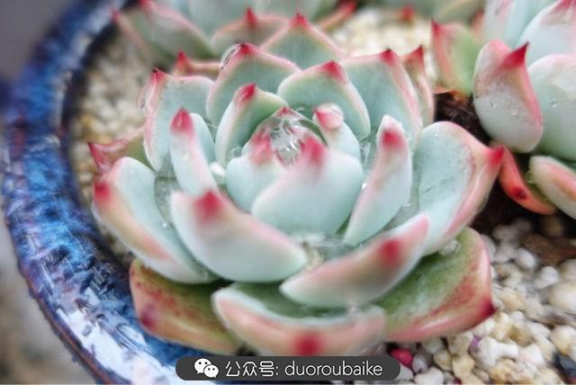 多肉白鳥(niǎo)怎么施肥，白鳥(niǎo)多肉爆盆?