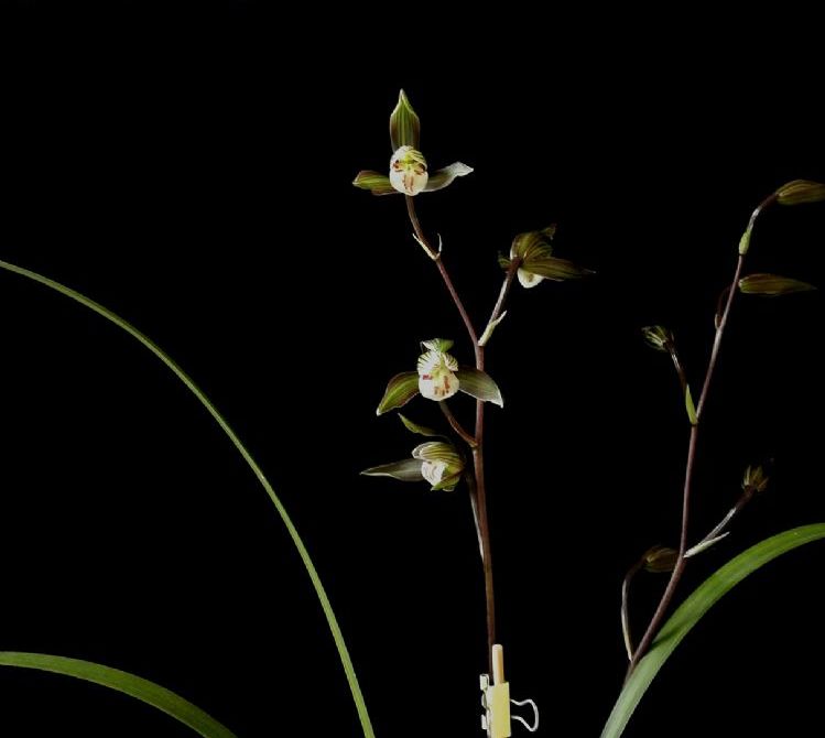 寒蘭怎么施肥，細葉寒蘭?