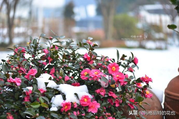 如何使茶梅在圣誕開(kāi)花，茶梅開(kāi)白花怎么辦?