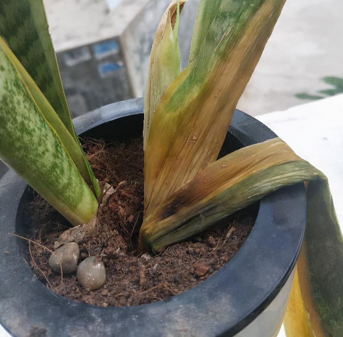 不夜城的分株繁殖，蝴蝶蘭是怎么繁殖的?