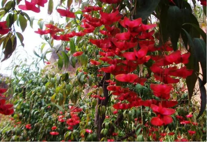 百合沒(méi)有陽(yáng)光能開(kāi)花嗎，花期需要曬太陽(yáng)嗎，什么花常年開(kāi)花又耐陰?